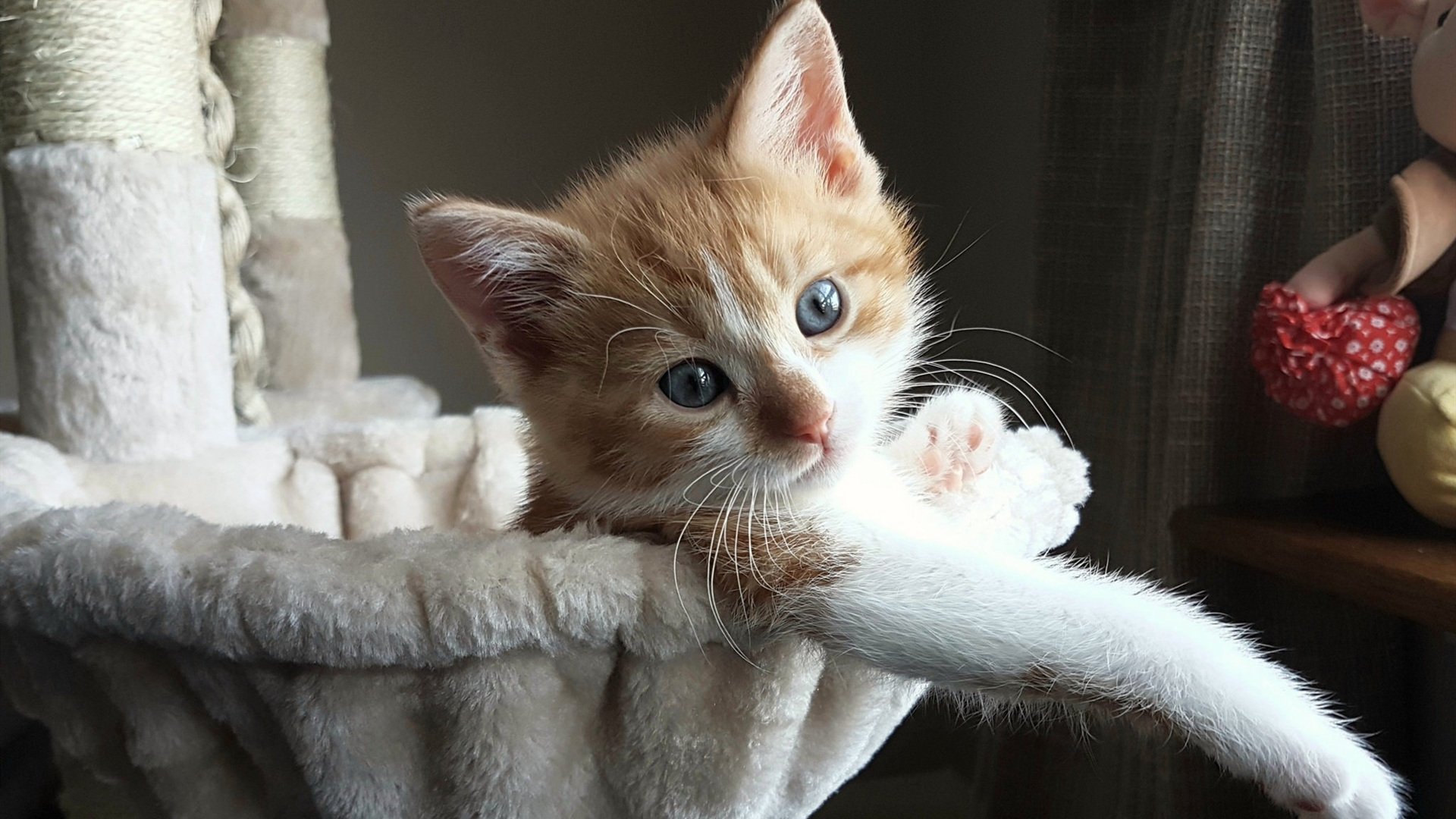 京城铁壁锁费城,霍勒迪如超新星照亮五棵松夜空