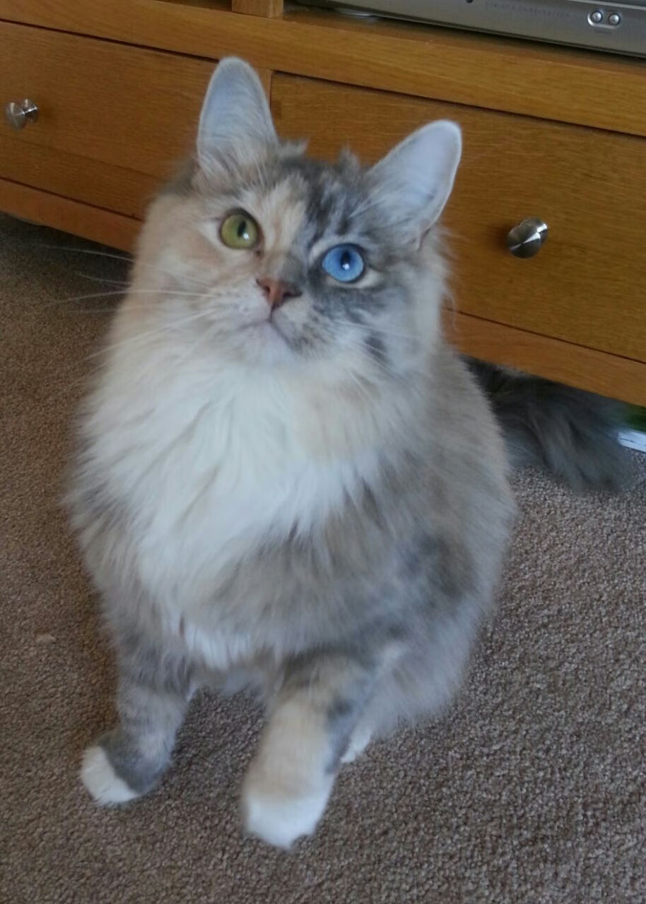 唯一性的胜利,跨界巨星在决胜时刻的闪耀