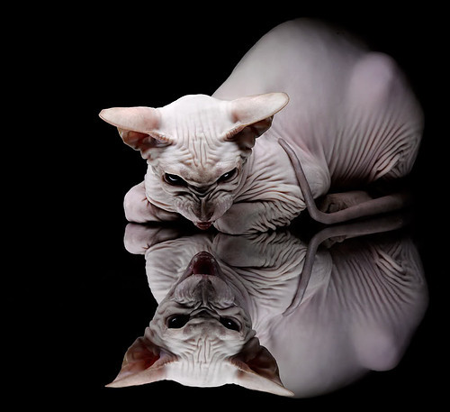 一夜点燃四年,哈利伯顿在撕裂宿命的焦点战中完成蜕变