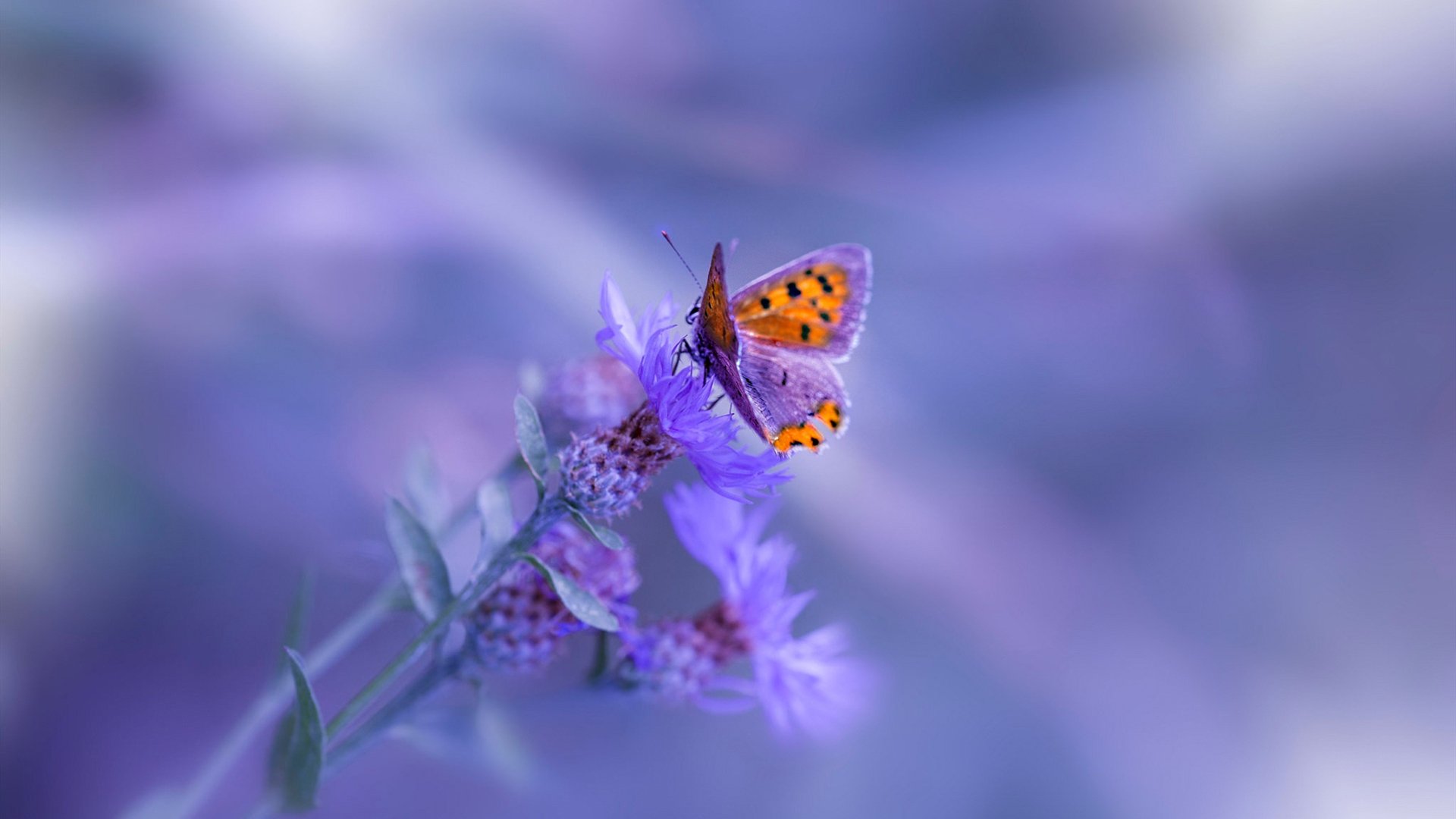 地中海风暴,土耳其铁骑碾压那不勒斯,拉什福德导演征服之夜