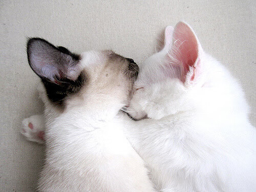 平行时空的篮球史诗,当步行者巅峰与浙江会师,东决布伦森上演镜像接管