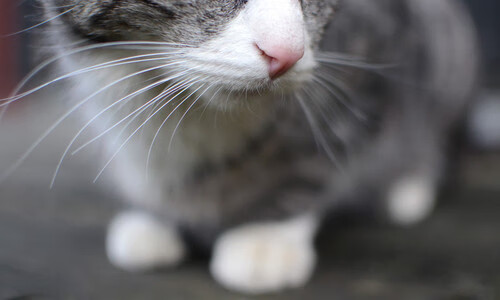 当克莱的剑与东契奇的魔法合璧，独行侠粉碎掘金背后的迁徙关键先生