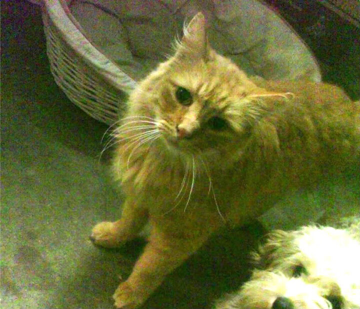 阿拉巴闪耀奥运热身赛,佛罗伦萨力克伊朗,关键战显王者风范