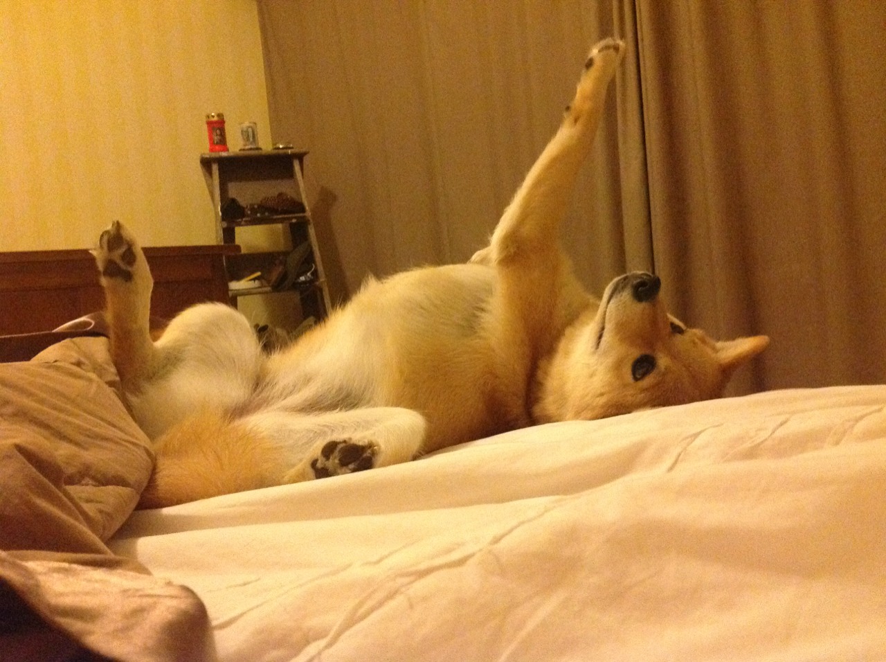 狼性节奏绞杀战,乔治压制级发挥助森林狼窒息广厦队