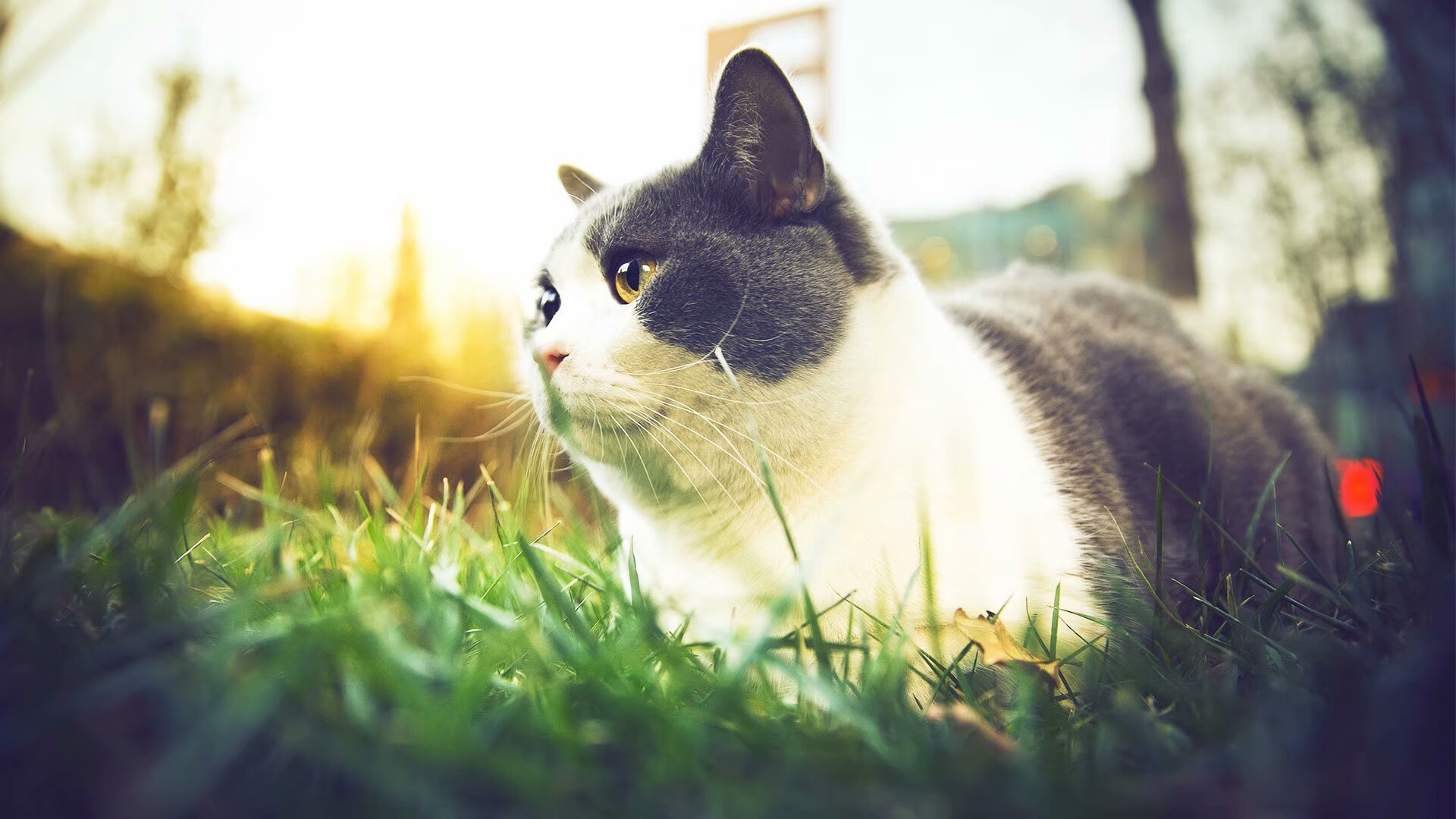 从得分王到指挥官，哈登的蜕变助独行侠粉碎太阳