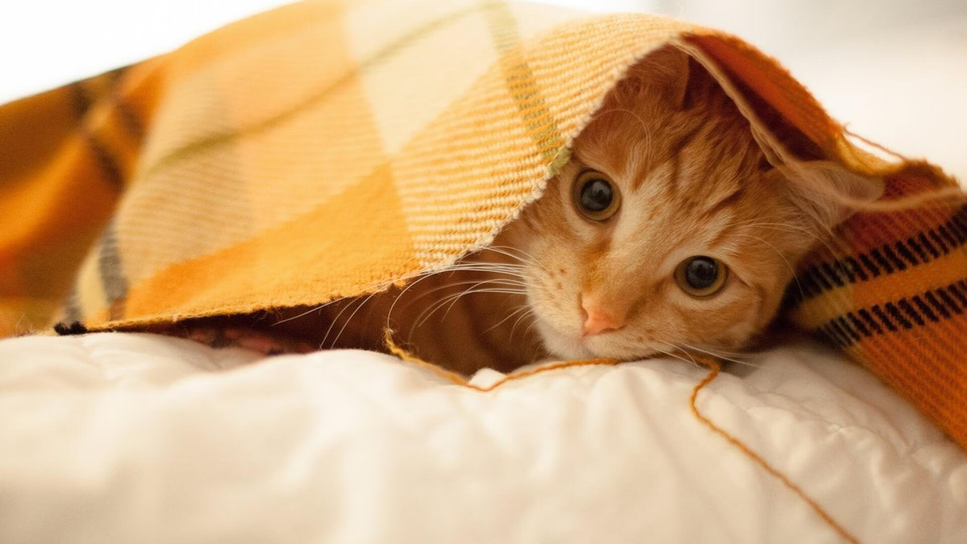 废墟上空的鹰与沙，当德里赫特末节接管比赛，雷恩冲垮埃及的隐喻