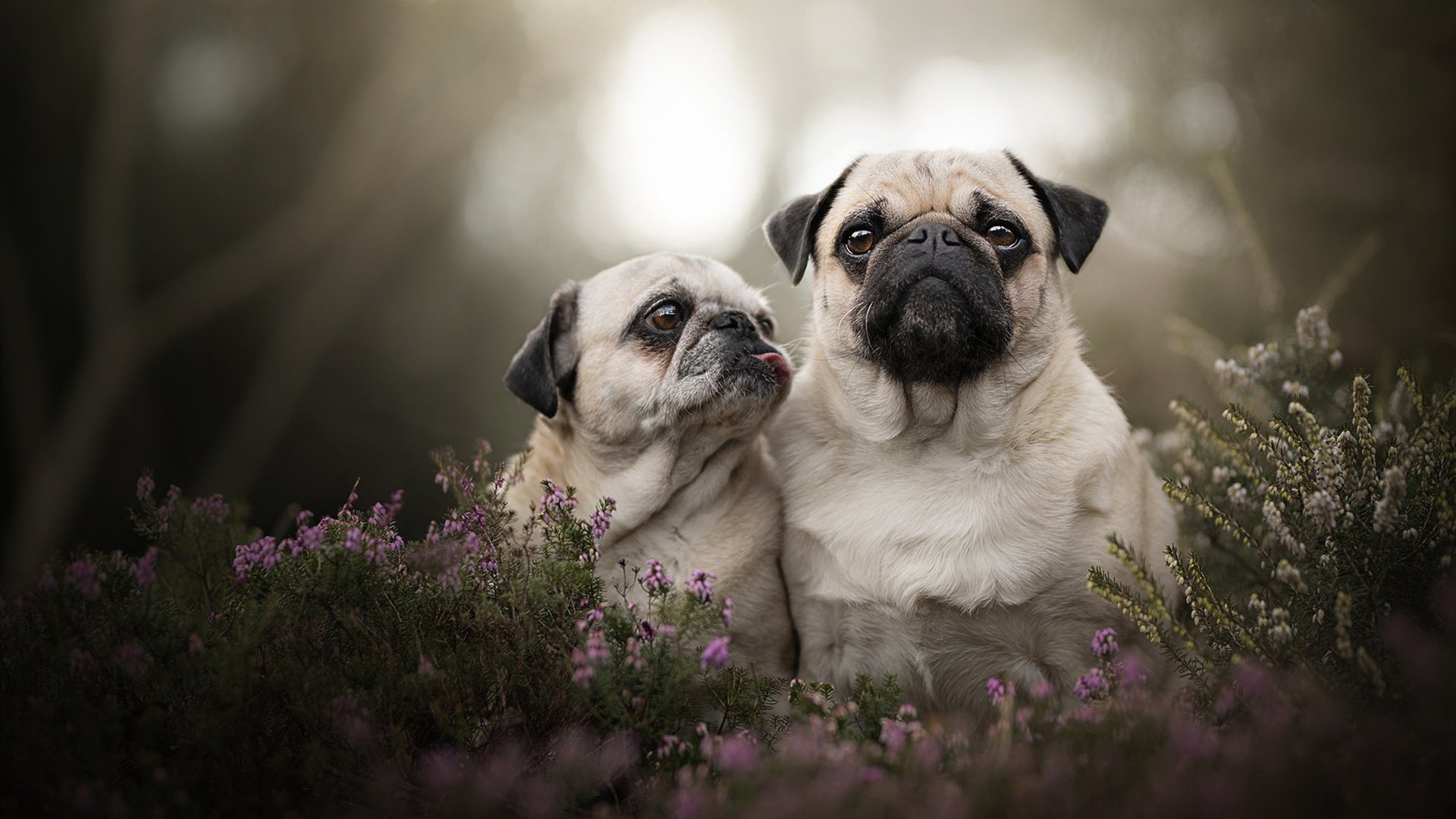 月光白，那个被达芬奇预言过的进球