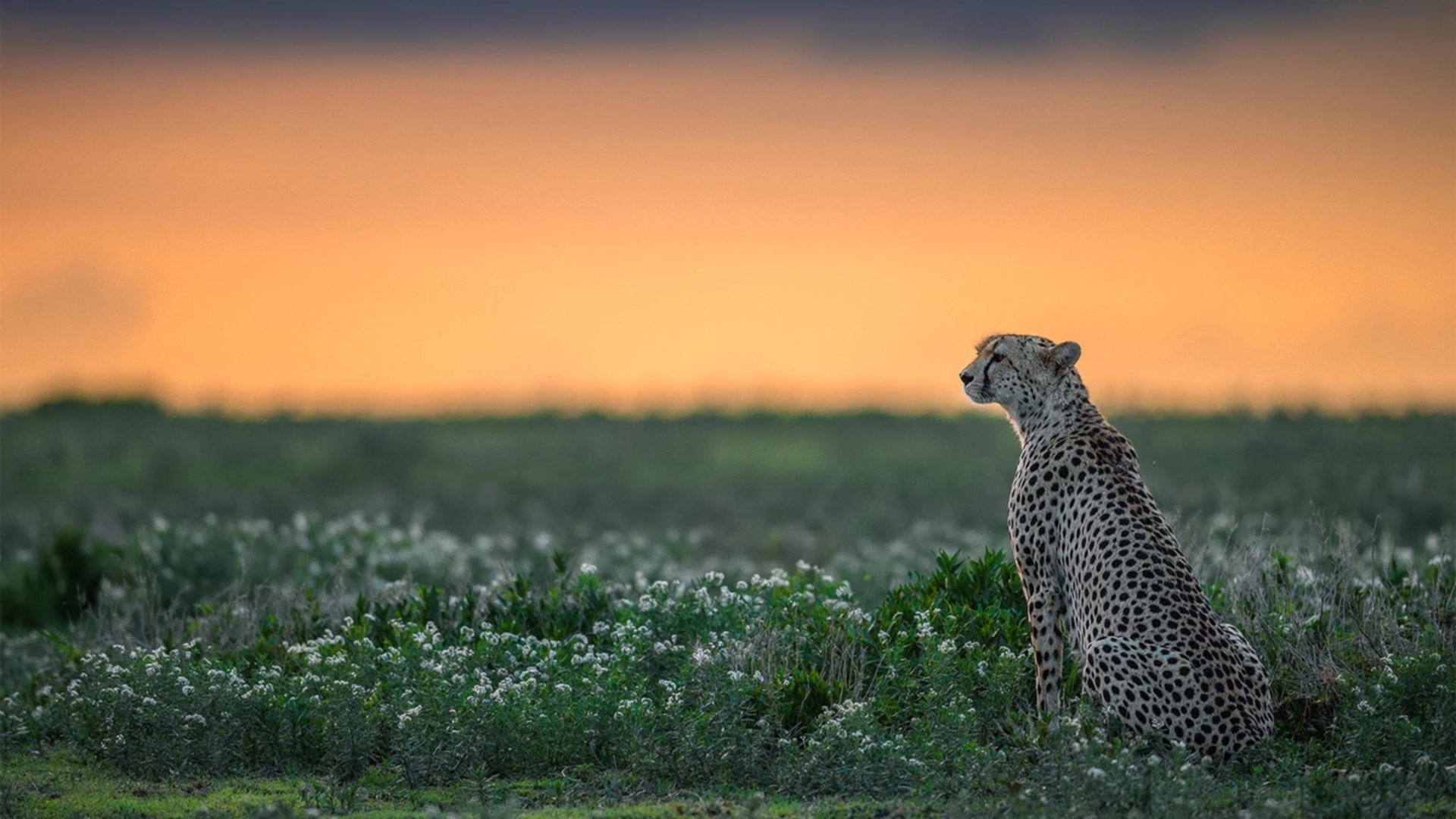 横跨篮球足球双线验证，巨星心态决胜关键