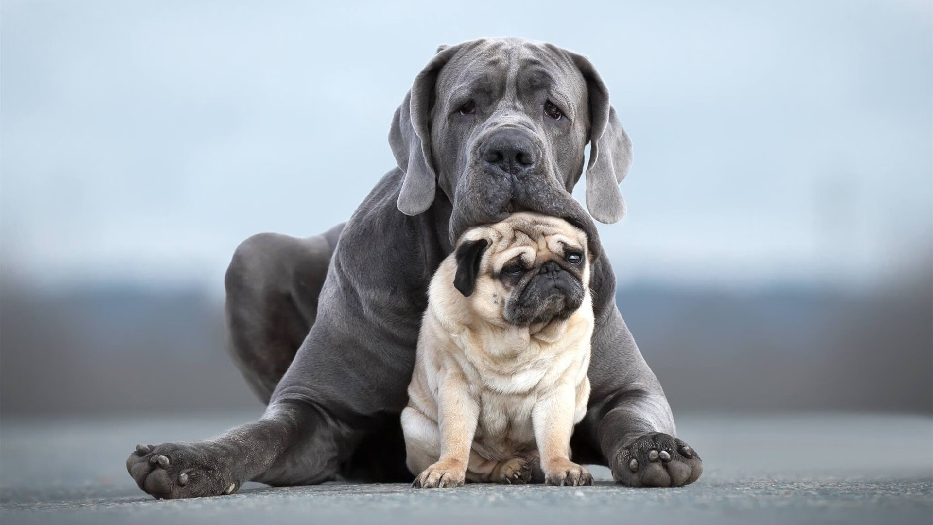 掀翻宿敌！西班牙精密手术刀切开葡萄牙防线，卢卡库独舞无人可挡