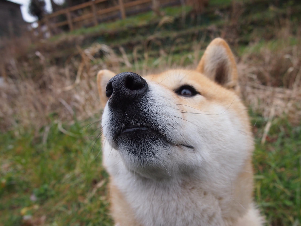 篮球误入足球场？当美加墨世界杯焦点战遇上雄鹿与魔术的另类碰撞