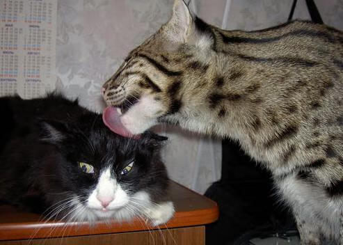 非洲节奏征服梅阿查，当喀麦隆律动植入国米引擎，奥斯梅恩化身决胜音符