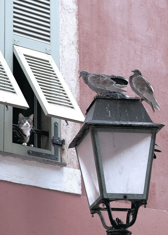 绿茵外交，当卡马文加的星光点亮厄瓜多尔的安哥拉征服之路