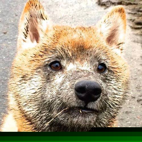 上海男篮跨维奇袭，当NBA总冠军旗帜在平行宇宙落下