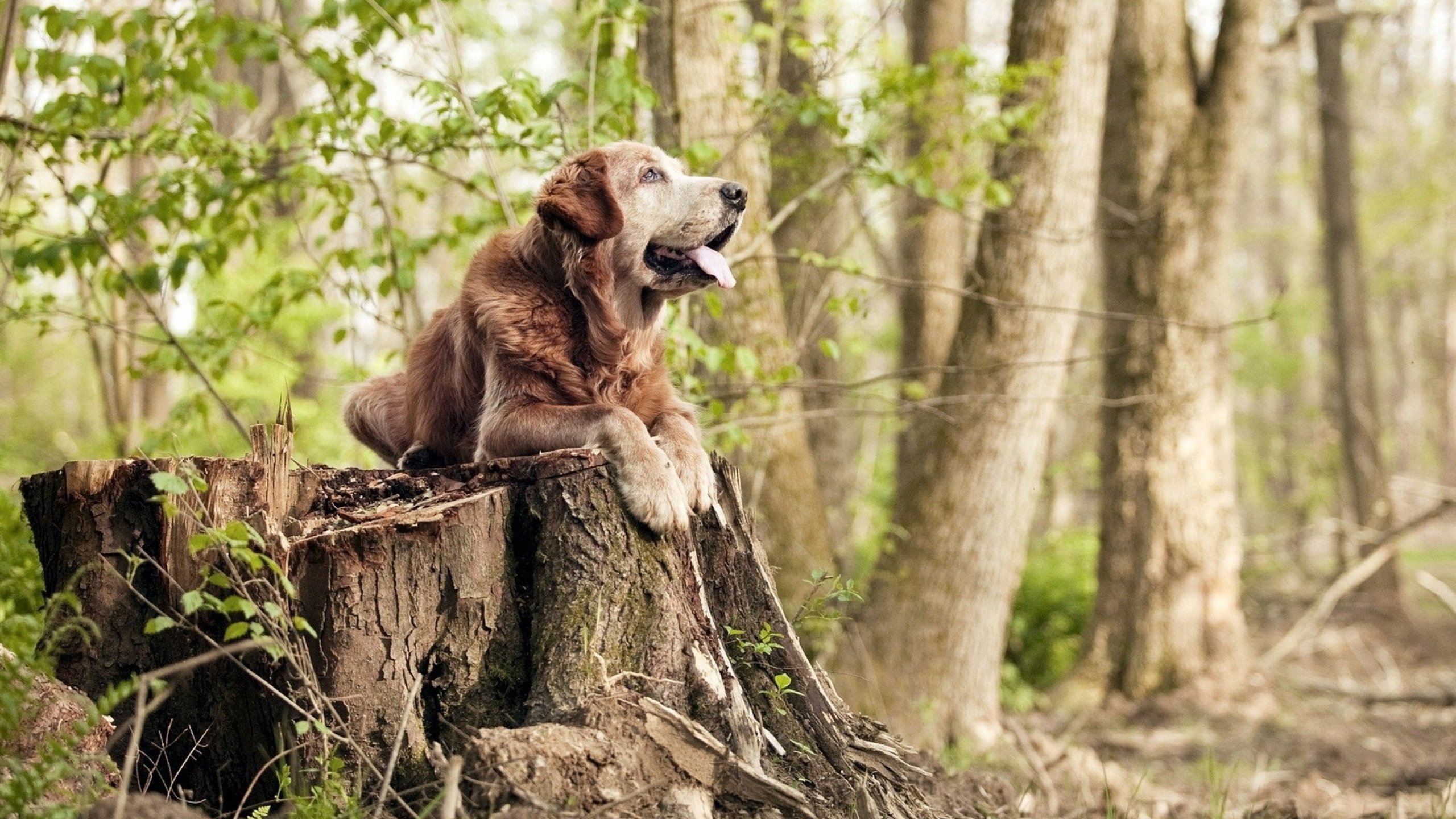 虚拟足球大史记，智利铁骑粉碎毕尔巴鄂，楚阿梅尼惊世奔袭定乾坤