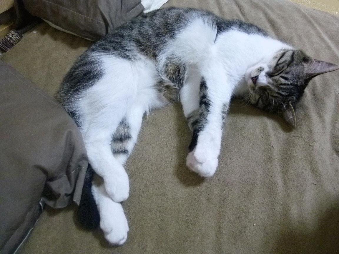 英格拉姆的金线，当奇才用一针穿透马刺的银黑铠甲