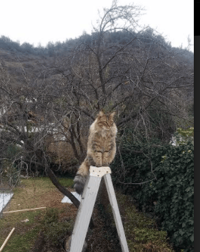 武切维奇超神夜击碎质疑，上海队血性鏖战赢得尊重